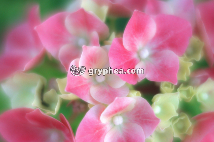 Hortensia (Hydrangea × serratophylla) - fleurs - gryphea.com